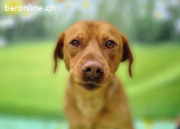 Zsömi – Tierheim Tamási