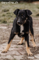 Zuckerschnute Jilly sucht ihre Herzensmenschen