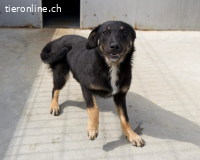 Zuckerschnute Jilly sucht ihre Herzensmenschen