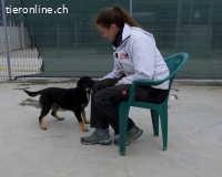 Zuckerschnute Jilly sucht ihre Herzensmenschen