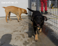 Zuckerschnute Jilly sucht ihre Herzensmenschen