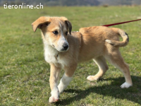 Zuckerschnute Unique sucht ihre Herzensmenschen