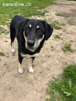 Zuckersüße Poppy sucht liebevolles Zuhause