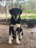 Zuckersüße Poppy sucht liebevolles Zuhause