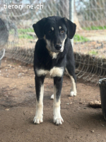 Zuckersüße Poppy sucht liebevolles Zuhause