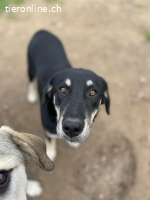 Zuckersüße Poppy sucht liebevolles Zuhause