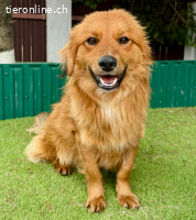 Zuckersüßer Teddy Ari