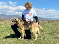 Zuhause gesucht für liebe Schäferhündin  Leysi