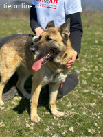 Zuhause gesucht für liebe Schäferhündin  Leysi