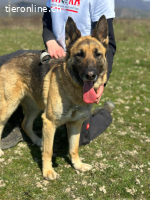 Zuhause gesucht für liebe Schäferhündin  Leysi