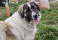 Zuhause gesucht für Otilie