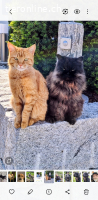 Zuverlässige  Katzensitterin in AG Safenwil und Umgebung