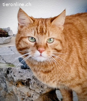 Zuverlässige  Katzensitterin in AG Safenwil und Umgebung