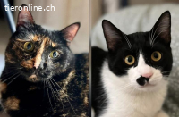 Zwei Freunde suchen ein liebevolles Zuhause