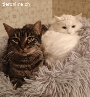 Zwei Herzen, die nur zusammen ein Zuhause suchen