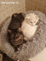 Zwei Herzen, die nur zusammen ein Zuhause suchen