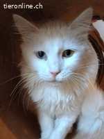 Zwei Herzen, die nur zusammen ein Zuhause suchen