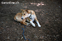 Zwei junge Hunde suchen ein für immer Zuhause!
