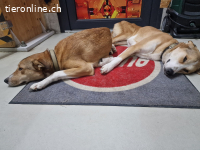 Zwei junge Hunde suchen ein für immer Zuhause!