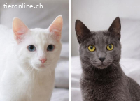 Zwei kleine Seelen, die nur zusammen glücklich sind