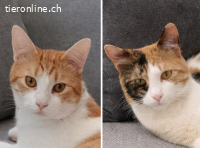 Zwei kleine Seelen suchen ein liebevolles Zuhause