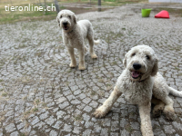 Zwei Komondor-Rüden in großer Not suchen ein Zuhause