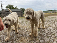 Zwei Komondor-Rüden in großer Not suchen ein Zuhause