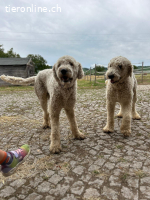 Zwei Komondor-Rüden in großer Not suchen ein Zuhause