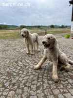 Zwei Komondor-Rüden in großer Not suchen ein Zuhause