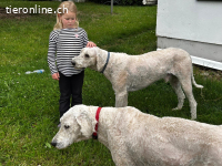 Zwei Komondor-Rüden in großer Not suchen ein Zuhause
