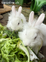 Zwergkaninchen Paar Tara & Knut sucht ein neues Zuhause