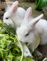 Zwergkaninchen Paar Tara & Knut sucht ein neues Zuhause