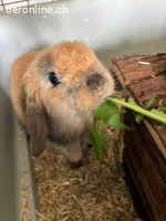 Zwergwidder/Zwergkaninchen Paar sucht neues Zuhause