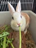 Zwergwidder/Zwergkaninchen Paar sucht neues Zuhause