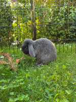 Zwerwidder Kaninchen sucht neues Zuhause