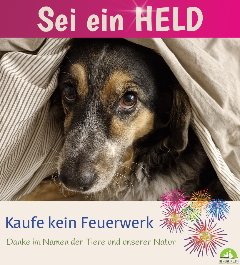 Sei ein Held, kaufe kein Feuerwerk