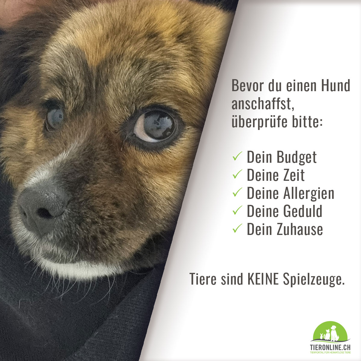 Hund kaufen