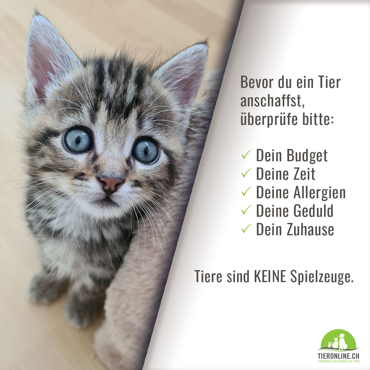 Katze kaufen