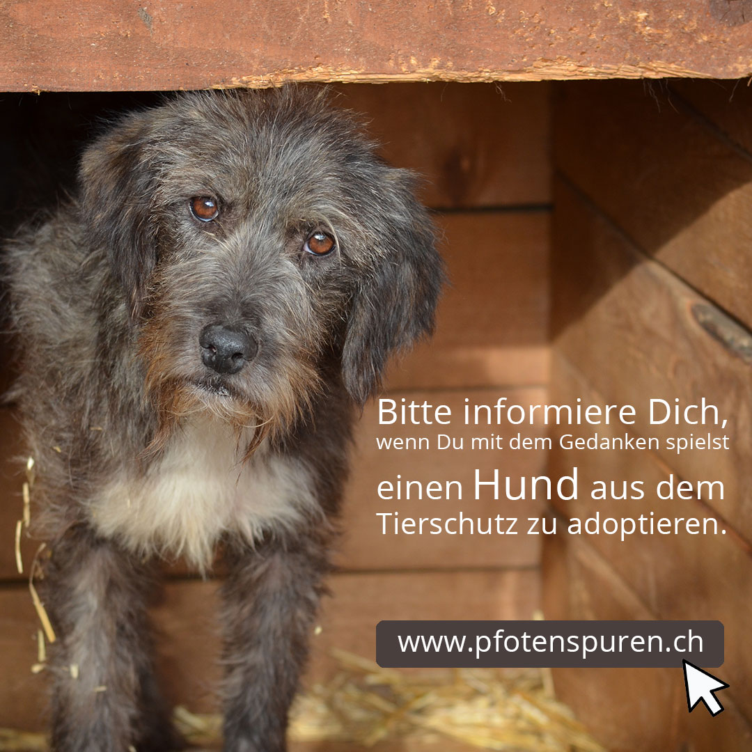Hundevermittlung Tiervermittlung Tierschutz