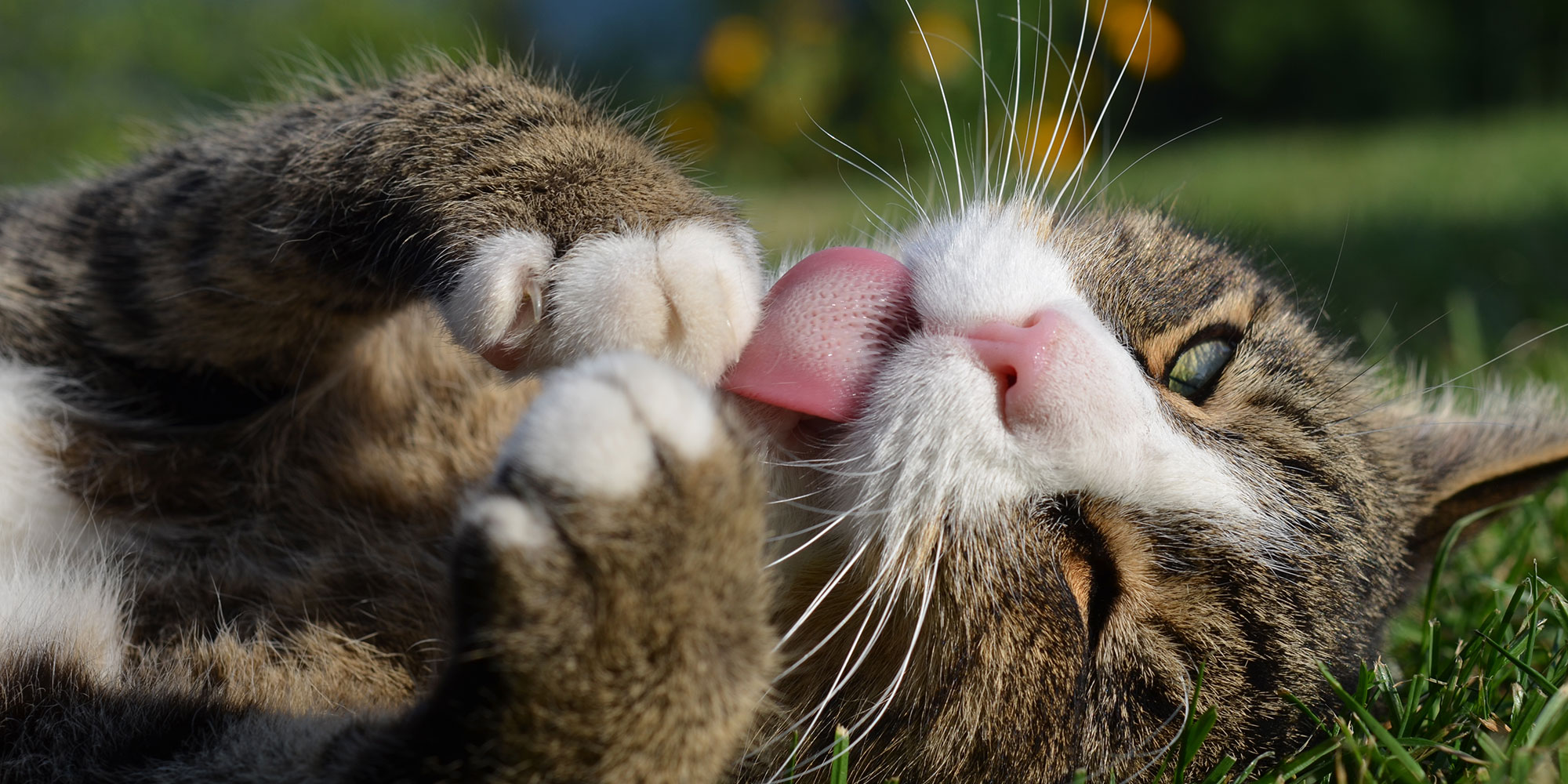 Eine Katze adoptieren