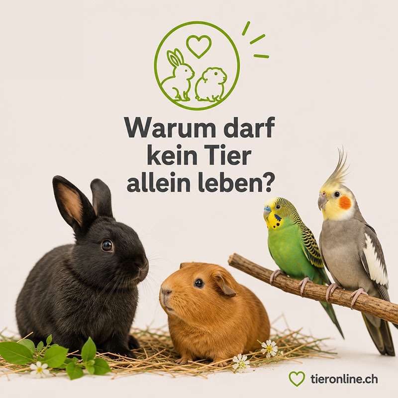 Warum Kleintiere nicht alleine halten?