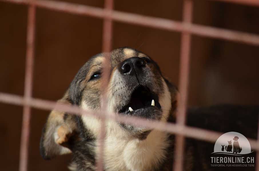 Tierschutz Hunde