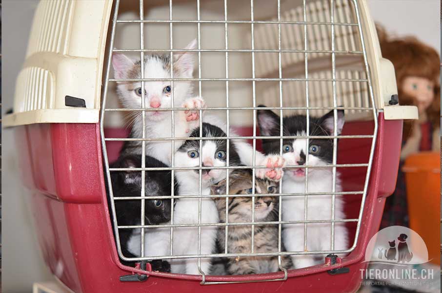 Spenden Tierschutz Katzen