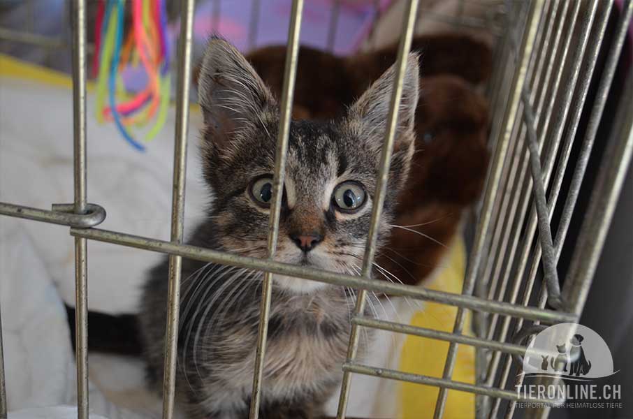 Spenden Tierschutz Katzen