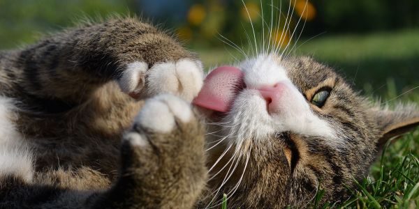Katze adoptieren