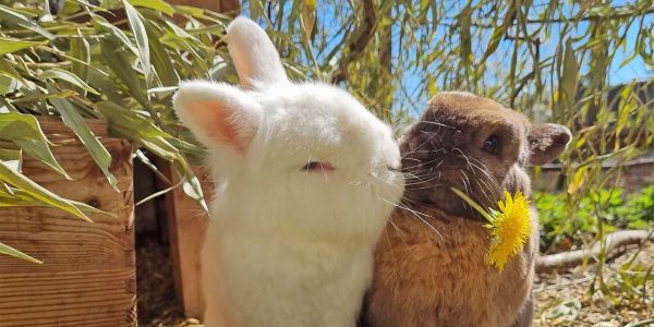 Kaninchen adoptieren