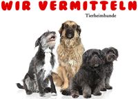 Spenden Tierschutz
