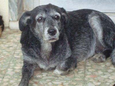Patenhund Xary